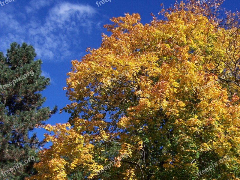 Colorful Leaves Leaves Autumn Fall Foliage Tree