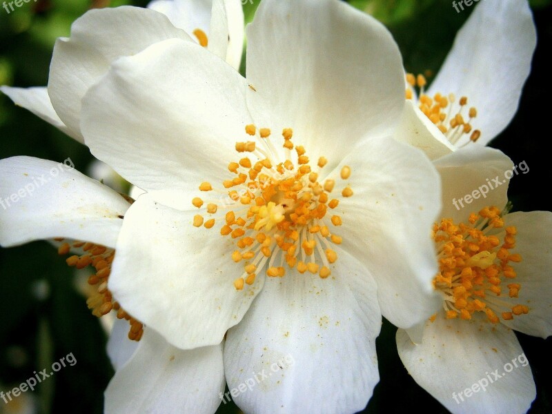 Summer Jasmine Bauer Jasmin Mock Orange Jasmin European Whistle Shrub