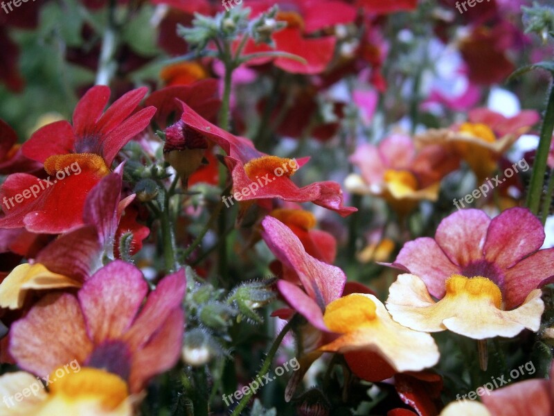 Nemesia Strumosa Nemesia Nemesie Elf Mirror Flowers