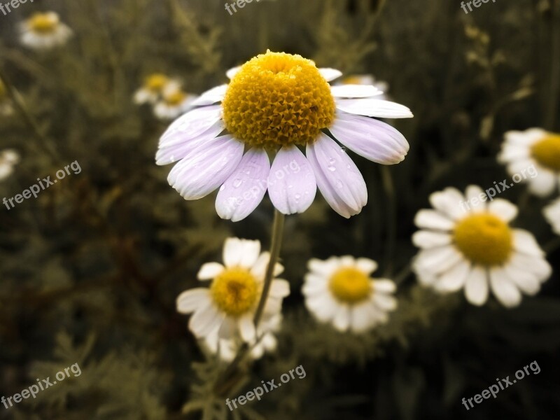 Flower Blossom Bloom Nature Landscape