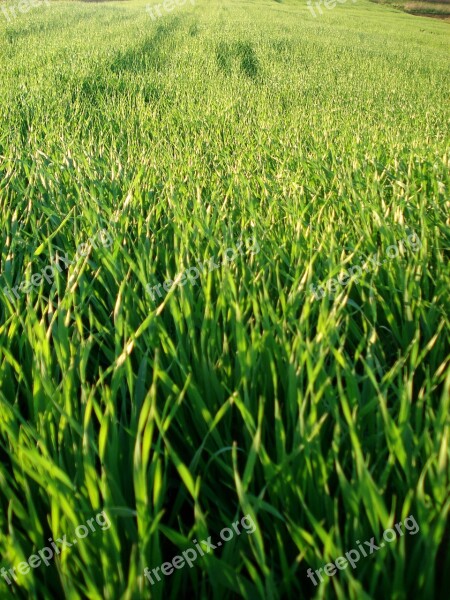 Field Grass Wheat Greens Green