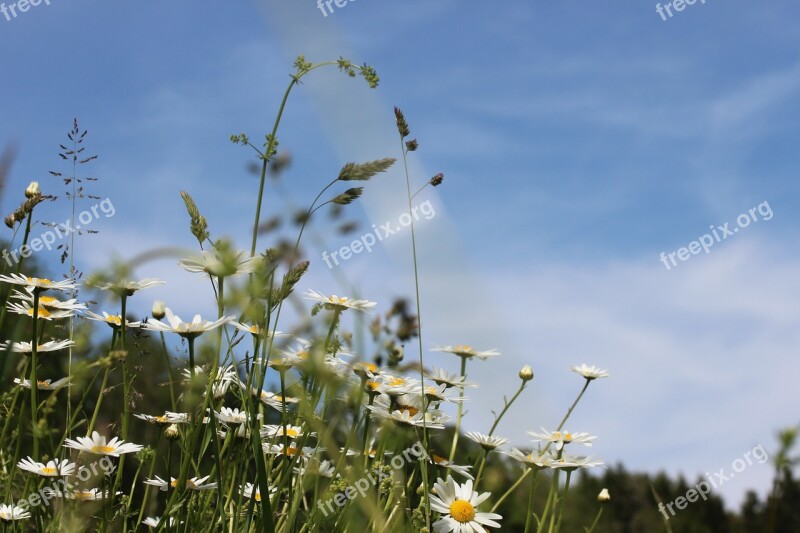 Meadow Sky Landscape Clouds Grass