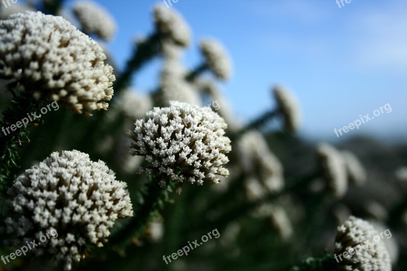 Wild Flowers Fynbos Nature Free Photos