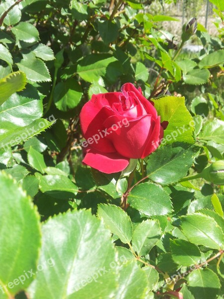 Red Rose Roses Flower Garden Free Photos