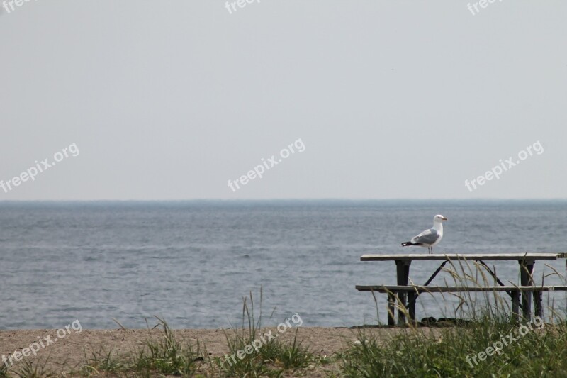 Seagull Gull Bird Picnic Table Lake