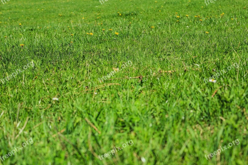 Green Grass Nature Grassy Lawn