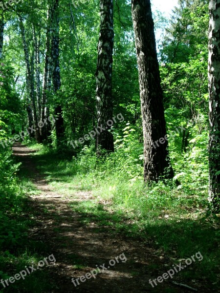 Landscape Nature Footpath Walkway Forest Path