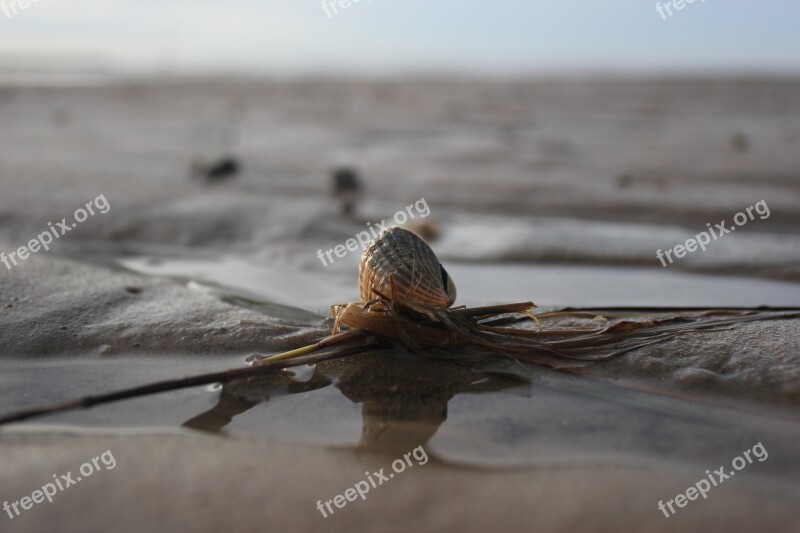 Shell North Sea Wadden Sea Sea Beach