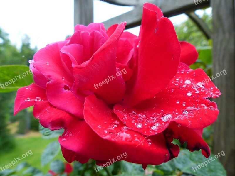 Rose Red Moist Dew Drip