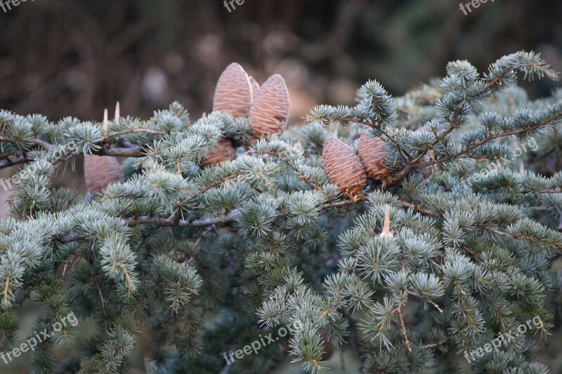 Pineapples Pine Tree Free Photos