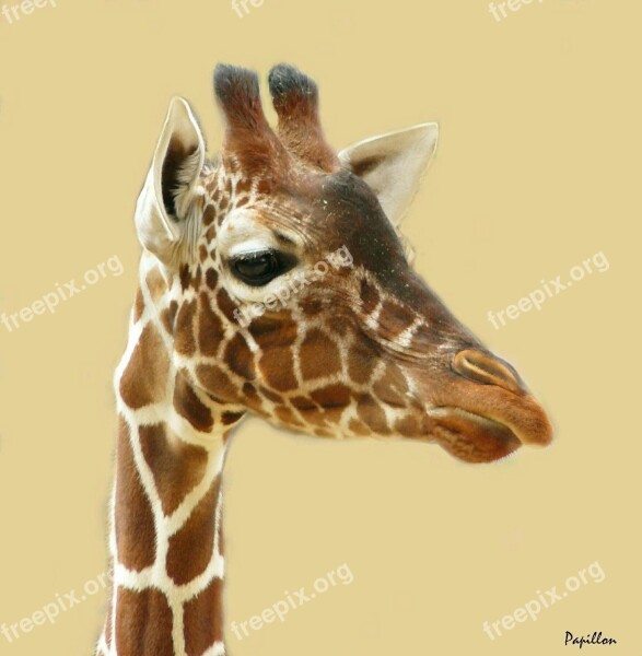 Giraffe Giraffes Animal Animals Head