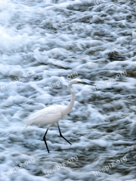 Snowy Egret Egret Bird Wildlife Water Bird