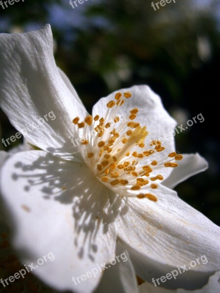 Summer Jasmine Bauer Jasmin Mock Orange Jasmin European Whistle Shrub