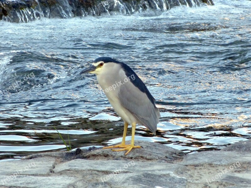 Black Crowned Night Heron Bird Water River