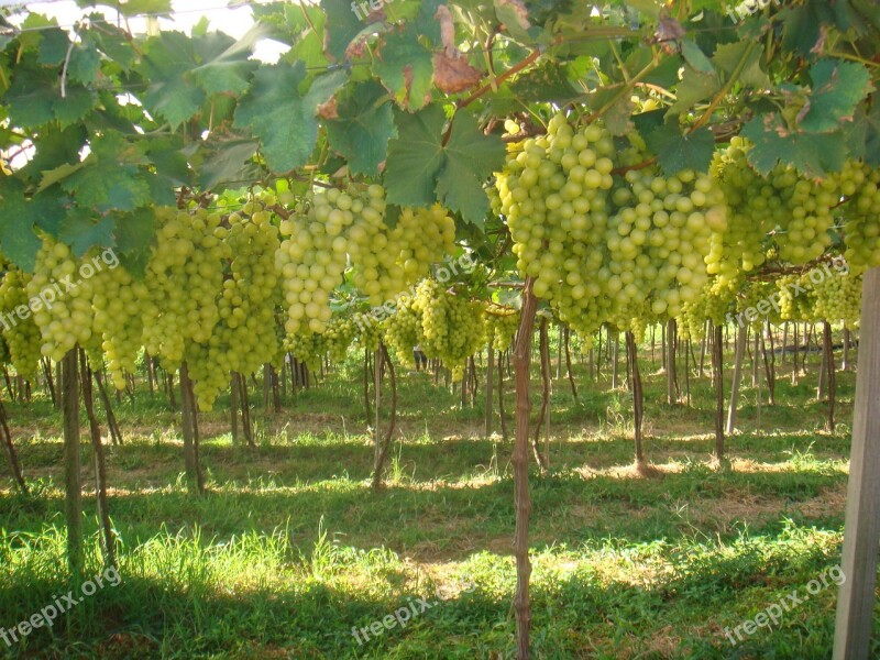 Vine Fruit Grapes Free Photos