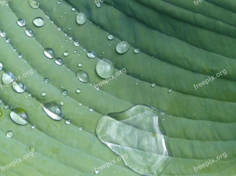 Hosta Garden Perennial Raindrop Plant