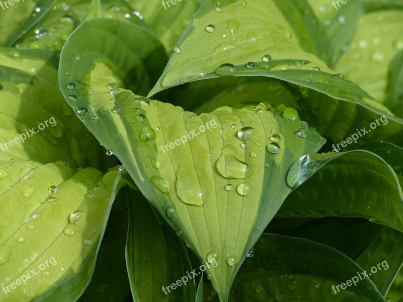 Hosta Water Raindrop Sheet Plant