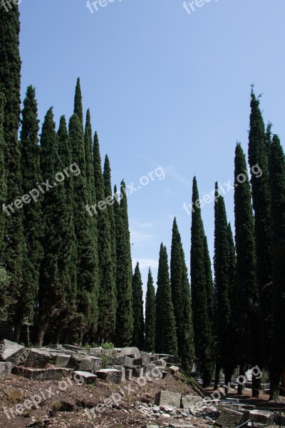 Cypress Mediterranean Cypress Cupressus Sempervirens Columnar Cypress Real Cypress