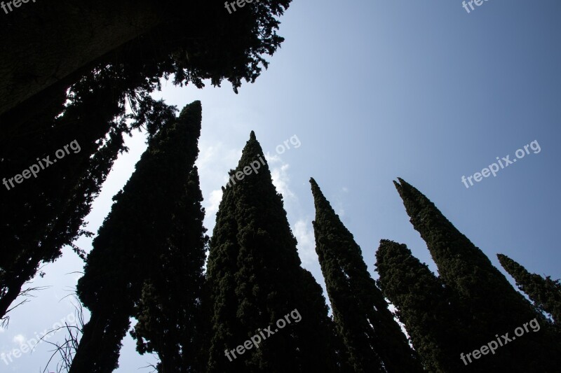 Cypress Mediterranean Cypress Cupressus Sempervirens Columnar Cypress Real Cypress