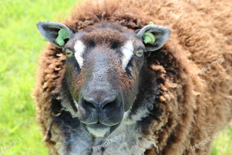 Animal Sheep Wool Nature Portrait