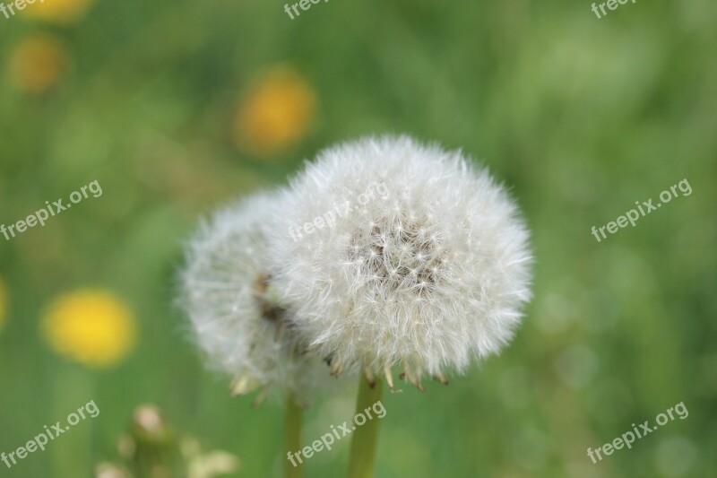 Dandelion Meadow Common Dandelion Spring Plant