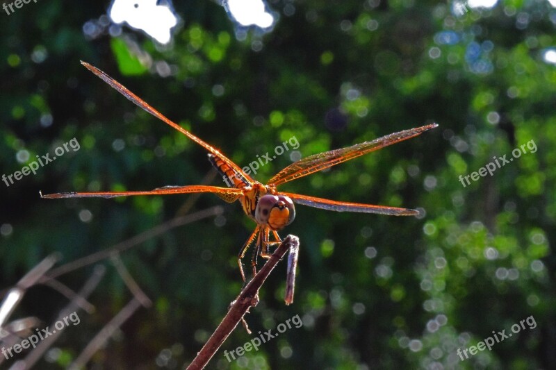 Dragonfly Nature Golden Close Outside