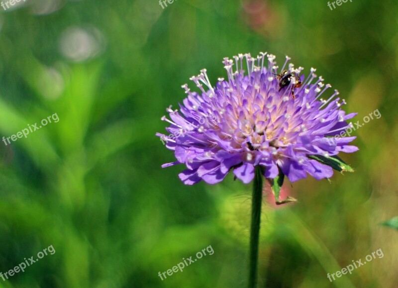 Reported Plant Field Scabious Blossom Bloom