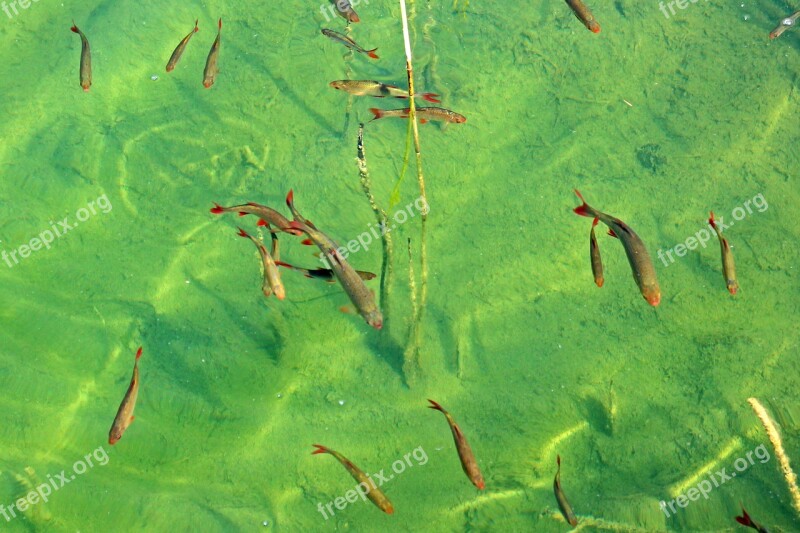 Fish Swarm Fish Water Waters Lake