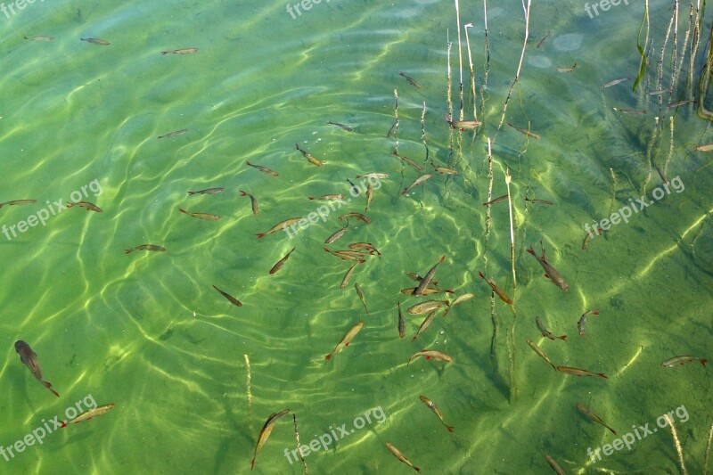 Fish Swarm Fish Water Waters Lake