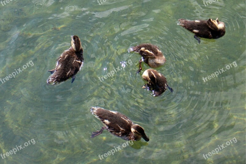 Ducks Family Chicks Young Animals Waterfowl