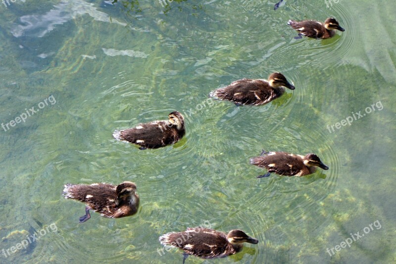 Ducks Family Chicks Young Animals Waterfowl