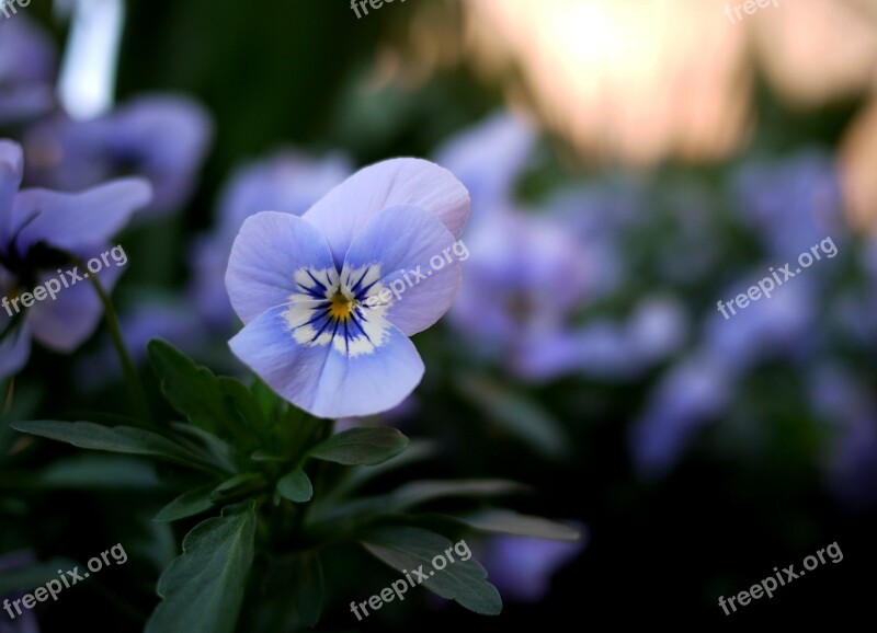 Pansy Flowers Violet Colorful Blossom