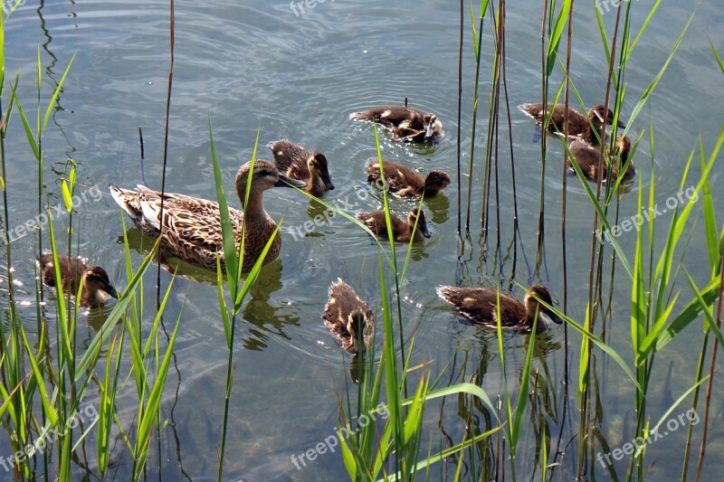 Ducks Family Chicks Young Animals Waterfowl