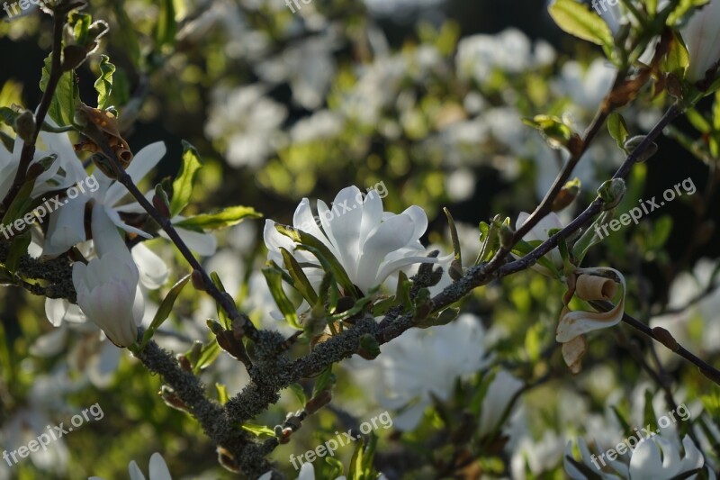 Star Magnolie Magnolia Blossom Bloom White