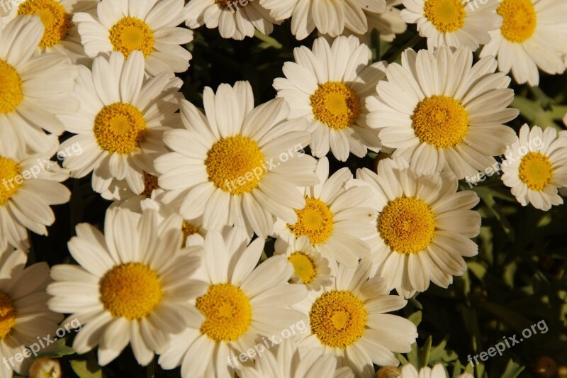 Margheriten Daisies Flowers Many Bloom