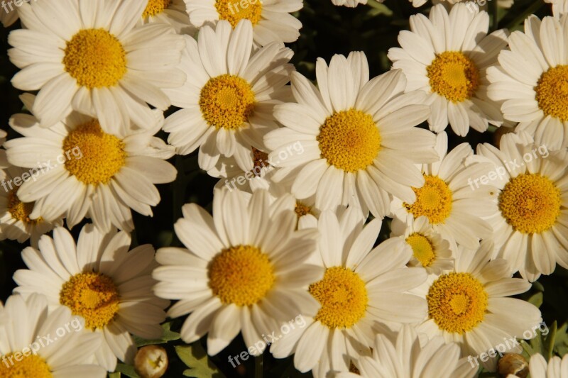 Margheriten Daisies Flowers Many Bloom