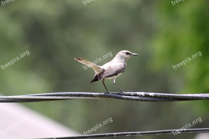 Bird Gray White Wings Wire