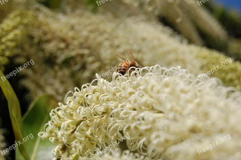 Nature Flower Flowers Bloom Petals