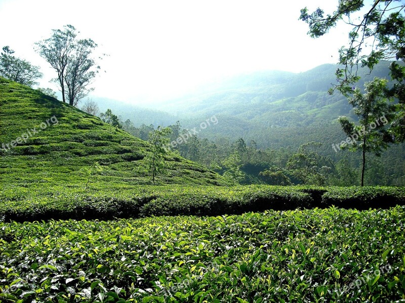 Tea Plantation Tea Plantation India Hills