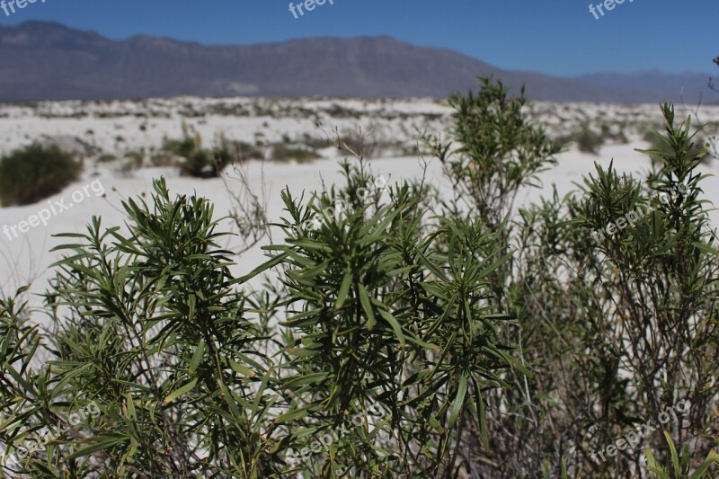 Desert Dunes Trees Green White