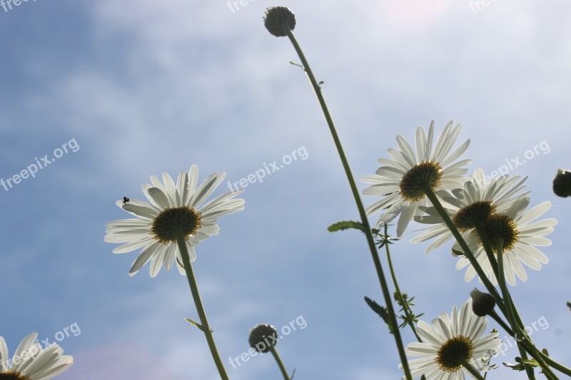 Daisies White Marguerite Leucanthemum Composites