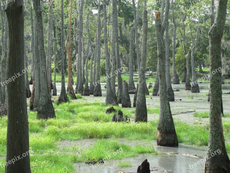 Swamp Marsh Wetland Trees Greenery