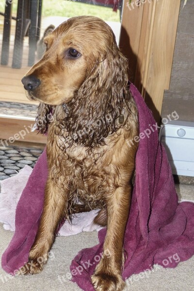 Cocker Spaniel Wet Dirty Pet Dog