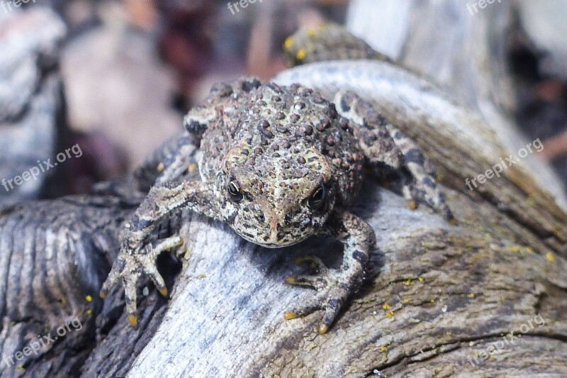 Toad Animal Amphibian Close-up Creature