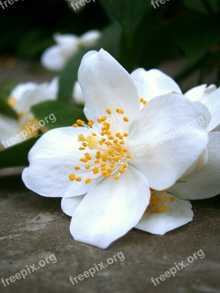 Summer Jasmine Bauer Jasmin Mock Orange Jasmin European Whistle Shrub