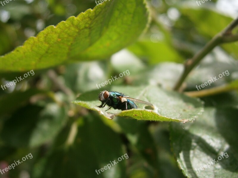 Fly House Fly Insect Common House Fly Housefly