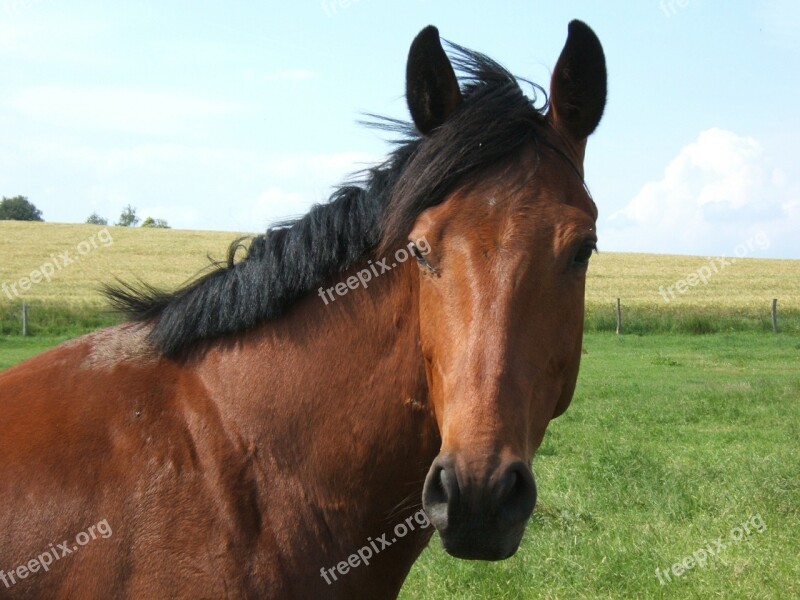 Horse Coupling Pasture Free Photos