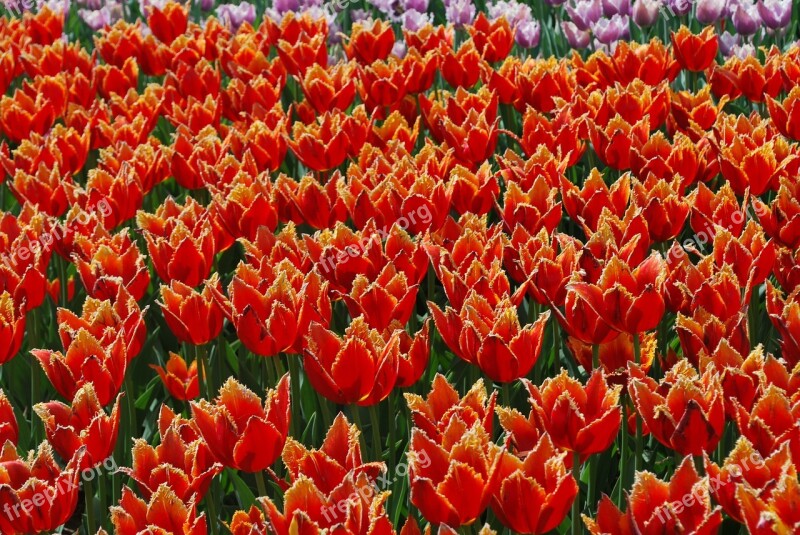 Flowers Tulips Spring Handsomely Free Photos