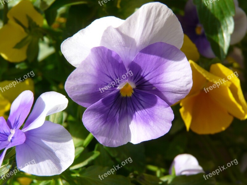 Cyclamen Violet Blossom Bloom Flower