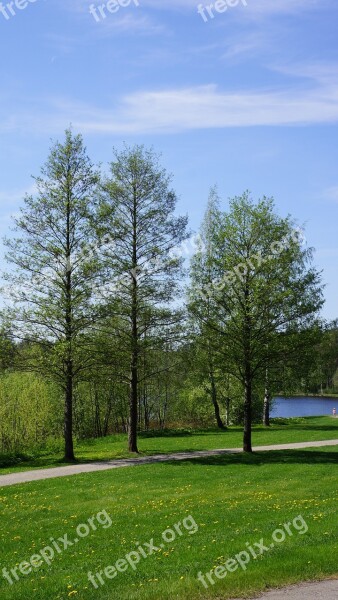 Finnish Landscape Deciduous Trees Spring Grass